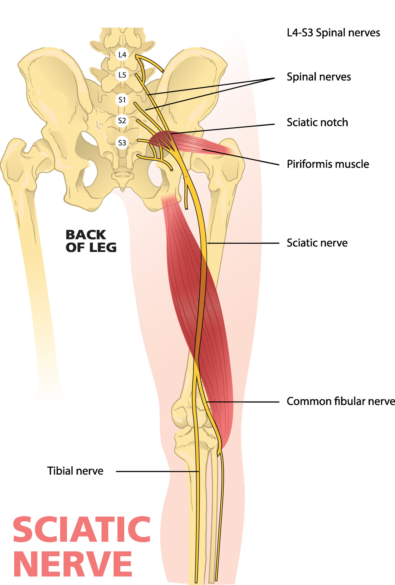 Sciatica: Causes, Symptoms, and How Chiropractic Care Can Help