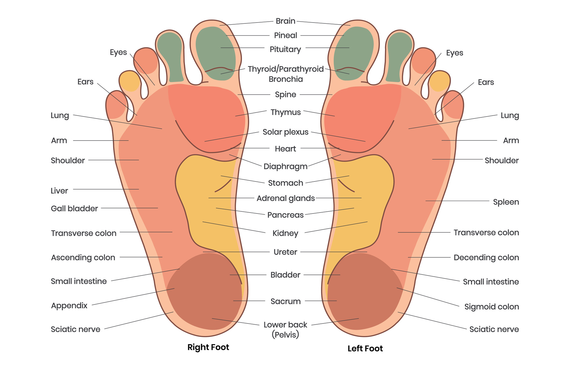 Your Spine Starts at Your Soles: 5 Surprising Truths About the Foundation of Your Body